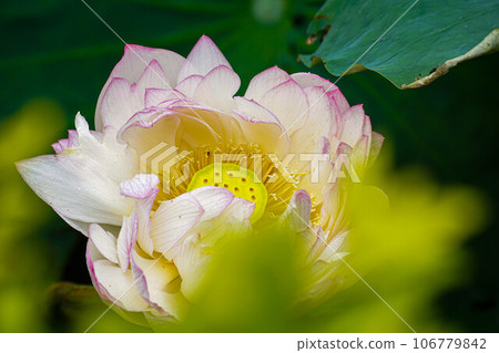  Lotus 106779842