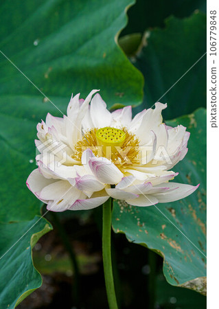 Lotus Lotus 106779848