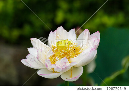  Lotus 106779849