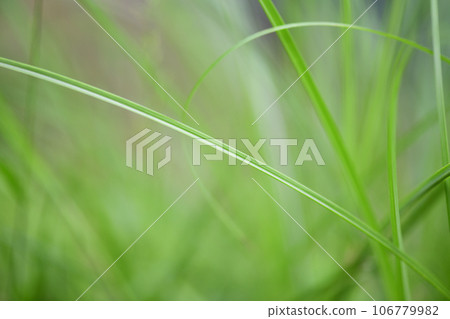 Young leaves of Kaya 106779982