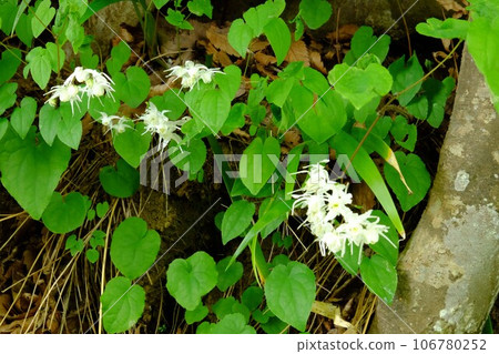 白色淫羊藿花[相模原市津久井4月] 106780252