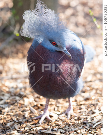 southern crowned pigeon on blurred background southern crowned pigeon on blurred background 106780383
