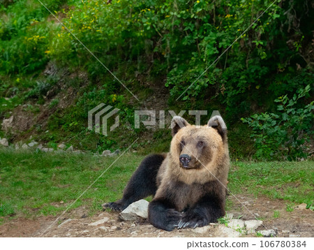 bear lies on the background of the fores 106780384