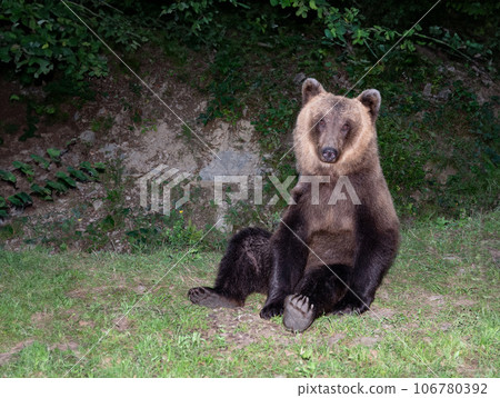 brown bear on the background of the forest 106780392