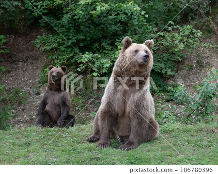 two brown bear on the background of the forest 106780396