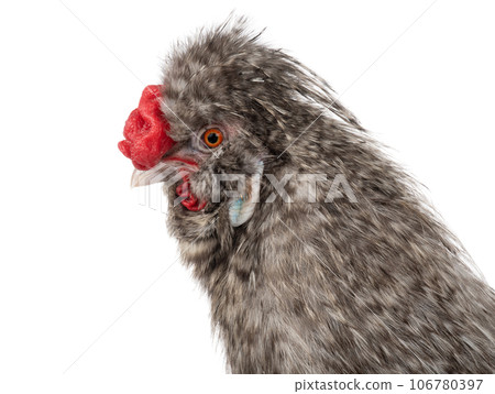 portrait gray cockerel isolated on white background 106780397