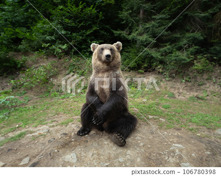 brown bear on the background of the forest 106780398