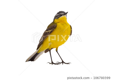 Western Yellow Wagtail isolated on white background Western Yellow Wagtail isolated on white background 106780399