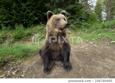 brown bear on the background of the forest brown bear on the background of the forest 106780400