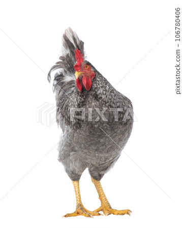 gray rooster isolated on white background 106780406