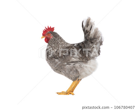 gray rooster isolated on white background gray rooster isolated on white background 106780407