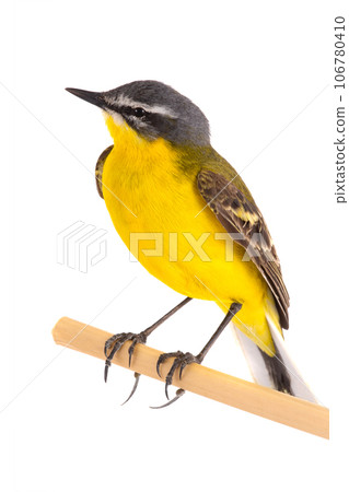Western Yellow Wagtail isolated on white background Western Yellow Wagtail isolated on white background 106780410