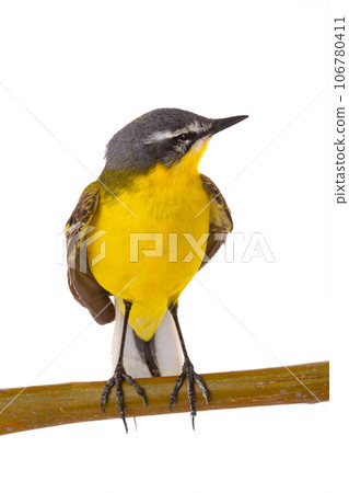 Western Yellow Wagtail isolated on white background Western Yellow Wagtail isolated on white background 106780411