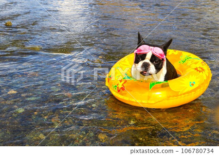 Mighty, a Boston terrier wearing goggles, looks cute in a float in the Miyako Ikugawa River in Tokigawa Town ♡ Mighty, a Boston terrier wearing goggles, looks cute in a float in the Miyako Ikugawa River in Tokigawa Town ♡ 106780734