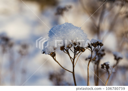 Frozen plant with selective focus Frozen plant with selective focus 106780739