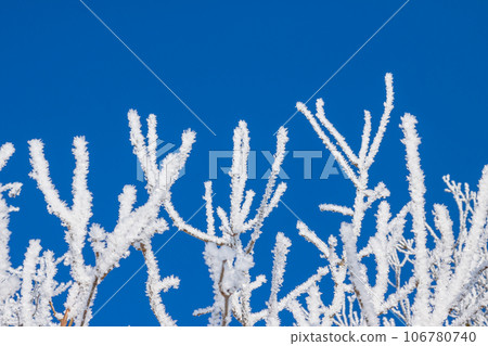 Closeup of branches of a snow winter tree Closeup of branches of a snow winter tree 106780740