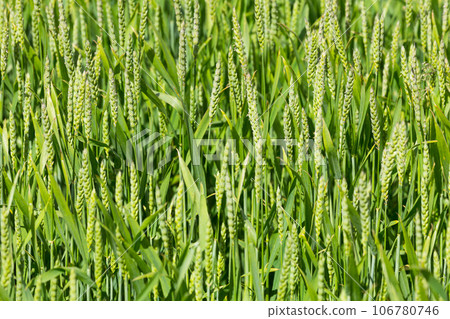 green wheat field green wheat field 106780746