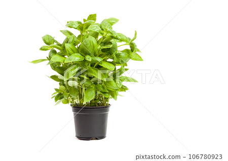 basil in a pot basil in a pot 106780923