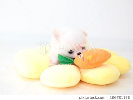 Chihuahua Puppy Chihuahua Puppy 106781128