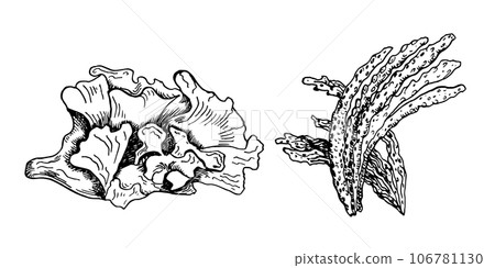 Vector sea plant ink hand drawn illustration isolated on white background. Laminaria, spirulina, ulva, sea salad, seaweed black white line. Design element for package, label, wrapping, trade 106781130