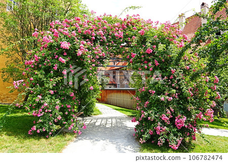 Czech Republic, Cesky Krumlov, Monastery Rose 106782474