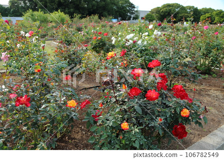 Arao City Ominous Citizen Flower Bed Rose Flower, Arao City Ominous Citizen Flower Bed Rose Flower, 106782549