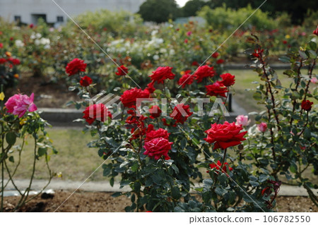 Arao City Ominous Citizen Flower Bed Rose Flower, Arao City Ominous Citizen Flower Bed Rose Flower, 106782550