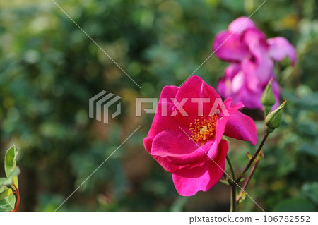 Arao City Ominous Citizen Flower Bed Rose Flower, 106782552