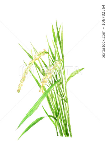 Illustration of ripe rice painted in watercolor White background Transparent background 106782564