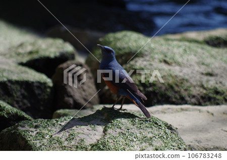 廣島：一隻棕色斑點的鵯站在岩石上 106783248