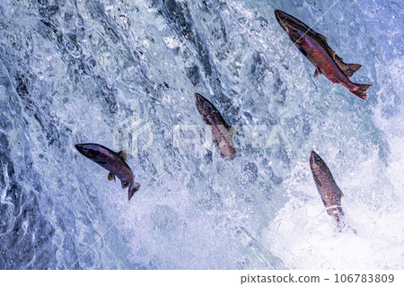 Sakuramasu 跑上櫻花瀑布 106783809