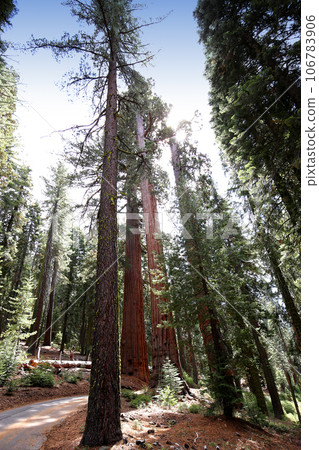 Sequoias at Mariposa Grove, Yosemite national park, california, usa 106783906
