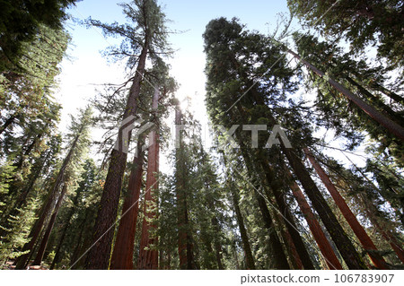 Sequoias at Mariposa Grove, Yosemite national park, california, usa 106783907