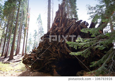 Sequoias at Mariposa Grove, Yosemite national park, california, usa 106783916