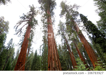 Sequoias at Mariposa Grove, Yosemite national park, california, usa Sequoias at Mariposa Grove, Yosemite national park, california, usa 106783927