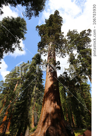 Sequoias at Mariposa Grove, Yosemite national park, california, usa 106783930