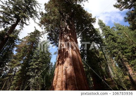 Sequoias at Mariposa Grove, Yosemite national park, california, usa Sequoias at Mariposa Grove, Yosemite national park, california, usa 106783936