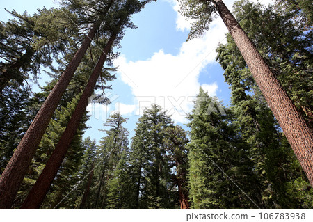 Sequoias at Mariposa Grove, Yosemite national park, california, usa Sequoias at Mariposa Grove, Yosemite national park, california, usa 106783938