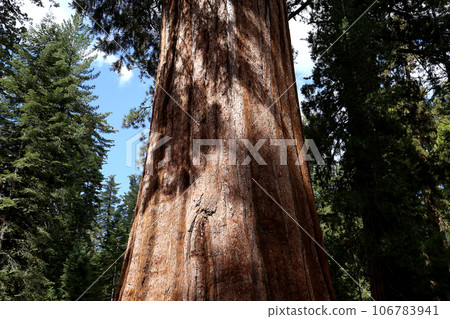 Sequoias at Mariposa Grove, Yosemite national park, california, usa Sequoias at Mariposa Grove, Yosemite national park, california, usa 106783941