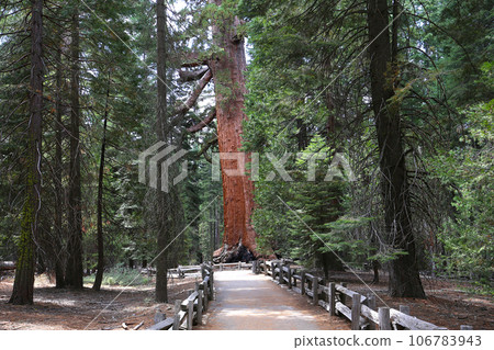 Sequoias at Mariposa Grove, Yosemite national park, california, usa Sequoias at Mariposa Grove, Yosemite national park, california, usa 106783943