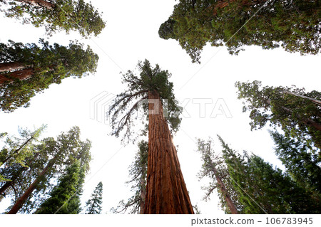 Sequoias at Mariposa Grove, Yosemite national park, california, usa 106783945