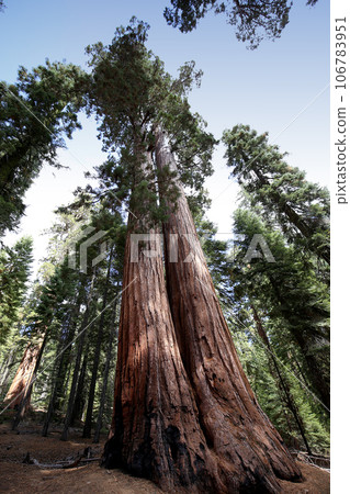 Sequoias at Mariposa Grove, Yosemite national park, california, usa 106783951