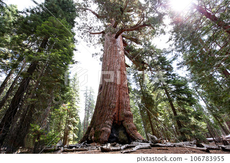 Sequoias at Mariposa Grove, Yosemite national park, california, usa 106783955