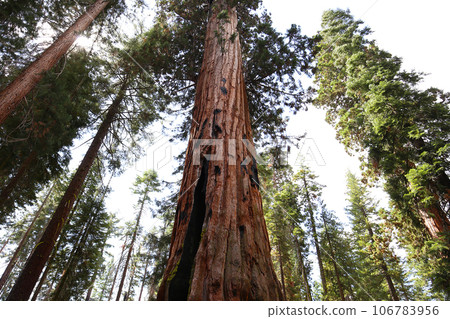 Sequoias at Mariposa Grove, Yosemite national park, california, usa 106783956