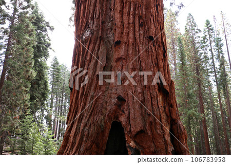 Sequoias at Mariposa Grove, Yosemite national park, california, usa Sequoias at Mariposa Grove, Yosemite national park, california, usa 106783958
