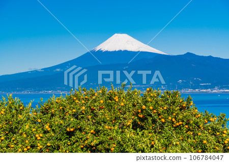 [靜岡縣] 收穫即將到來，橘田之外的富士山 106784047