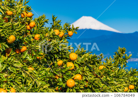 [Shizuoka Prefecture] Harvest is coming soon; Mt. Fuji beyond the tangerine field 106784049
