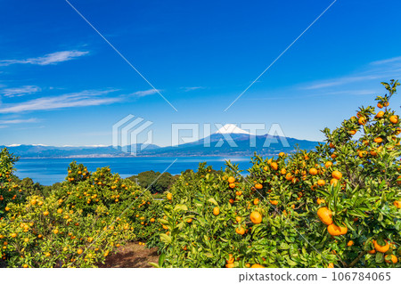 [靜岡縣] 收穫即將到來，橘田之外的富士山 106784065