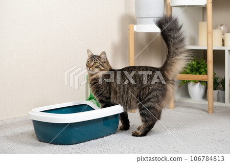 A domestic cat is accustomed to the toilet, a litter box 106784813