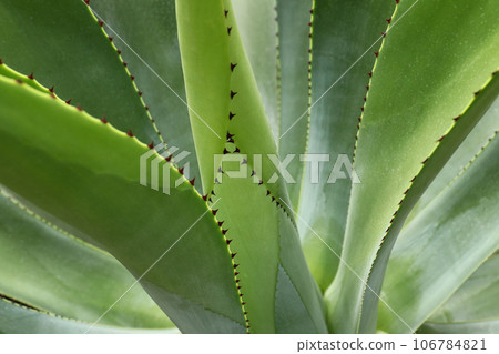 Abstract image of the leaves of the agave - shallow depth of field Abstract image of the leaves of the agave - shallow depth of field 106784821